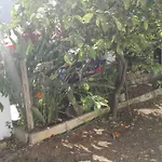 Citrus Garden * 아베트라나